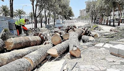 Clamor vecinal contra la tala de una docena de palmeras en el Marítimo