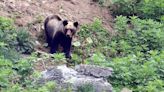 Une femme de 80 ans tuée par un ours au Japon