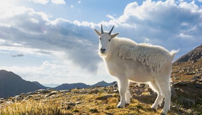 Curious Mountain Goats in Colorado Stomp All Over Hiker’s Car Like It’s Their Job