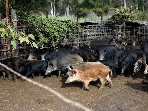 Wild hogs threatening Florida, spreading across US