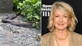 Martha Stewart Shares Video of Snakes Acting Strangely and Asks 'Is This Love?' or 'Murder?'