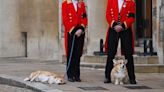 The Queen's Corgis Were Spotted Outside of Windsor Castle Ahead of Her Committal Service