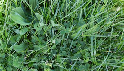 Tips for growing multispecies leys from four-year study - Farmers Weekly