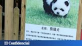 Los polémicos "perros panda" de un zoo de China: tiñen de blanco y negro a dos Chow Chow