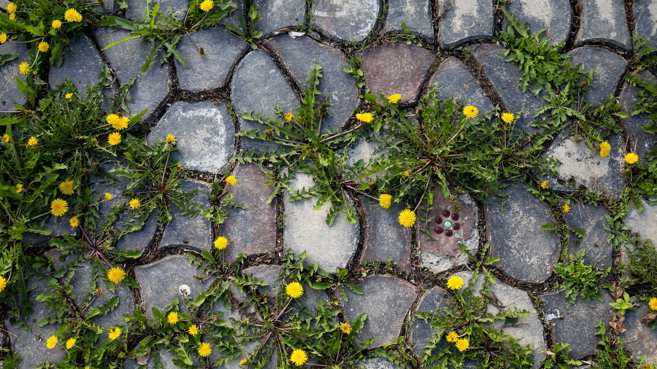 Glendale: Cut your weeds and move your car or face stiffer penalties