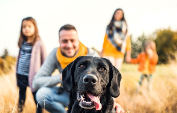 Experts Say These Dog Breeds Make the Best Family Pets