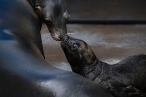 Point Defiance Zoo & Aquarium flipping with joy as it celebrates its first-ever birth of a sea lion