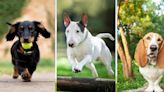 Vets share the seven dog breeds you should never buy - full list