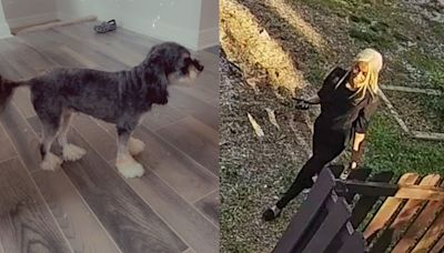 King Charles poodle mix stolen from Atlanta home
