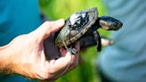 Florida man pleads guilty to trafficking thousands of turtles to Hong Kong, Germany