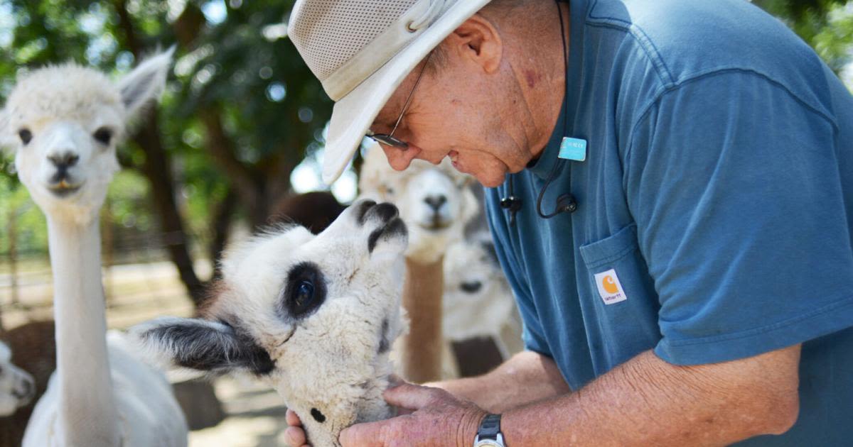 Local alpaca ranch participating in national event