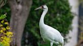 Endangered whooping crane rescued from residential neighborhood in Chicago suburbs