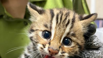 北市動物園石虎保育繁殖計畫傳捷報 「龍鳳胎」石虎寶寶頭好壯壯