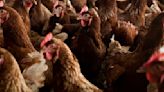 Why aren’t we vaccinating birds against bird flu?