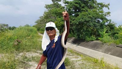 夏天群蛇出沒！南市這里長1個月抓6條 「蛇窟」遇達人也沒輒｜壹蘋新聞網