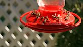 How to Keep Bees Away From Hummingbird Feeders Without Harming Them