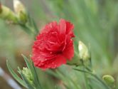 Dianthus caryophyllus