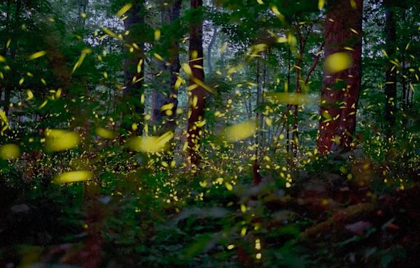 Synchronous fireflies lottery for Great Smoky Mountains National Park is set. What to know