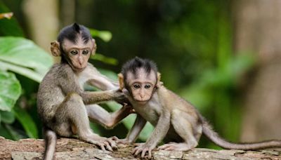 Confirman la muerte de 157 monos debido a ola de calor en Chiapas y Tabasco