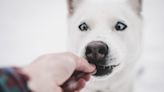 Is your dog's dinner dishonest? How to spot spoiled dog food