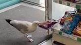 Shoplifting seagull pinches packet of crisps from convenience store