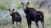 Idaho Turkey Hunter Shoots Charging Cow Moose in Self-Defense