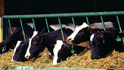 Feds to require bird flu tests of dairy cattle before transport