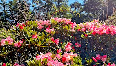 合歡山杜鵑花季 明起高乘載管制