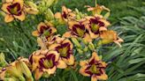 THE GARDEN GUY: New day lily comes out in a blaze of glory | Northwest Arkansas Democrat-Gazette