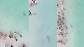 ¡De terror! Captaron enorme tiburón en la orilla de playa de Miami