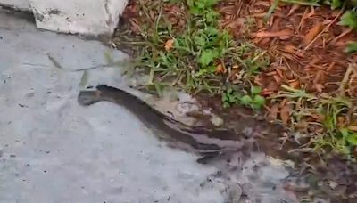 'Catfish in driveway' as Hurricane Debby slams Florida; video