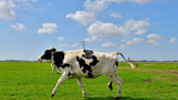 Rescued Cow Runs With Glee After Realizing She’s Free for the First Time