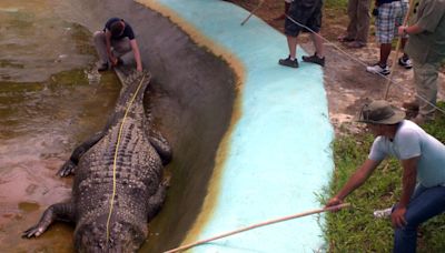 British crocodile expert sentenced for sexually abusing, killing dozens of dogs: Reports