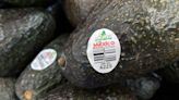 Assault on US avocado inspectors in Mexican state led to suspension of inspections