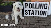 Dogs at polling stations - plus a snake and a horse