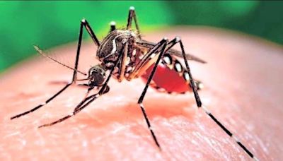 Community effort needed in the fight against ‘ankle biters’: 15 cases of West Nile Virus found in Kern in 2023