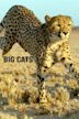 Big Cats