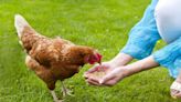 Friends not food: Chicken keepers invited to ‘Flock Talk’ at Fairfax County Animal Shelter