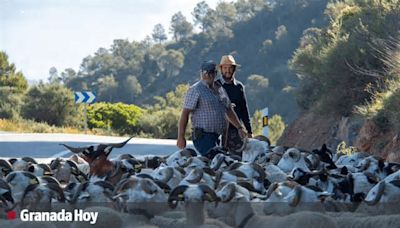 De la Costa a la Alpujarra: La lucha de dos generaciones por mantener la trashumancia en Granada