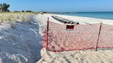 Pass-A-Grille Beach nourishment starts