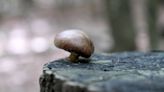 On the hunt for wild mushrooms, and their many health benefits, at Goat Tree Plum Farm