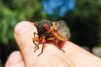 Word from the Smokies: Cicada emergence offers rare community science opportunity