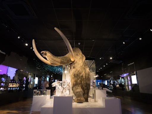 Last surviving woolly mammoths were inbred but not doomed to extinction – study