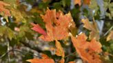 Plant native species now for fall kaleidoscope of color in North Florida