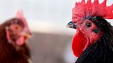 No one wants to think about pandemics. But bird flu doesn’t care.
