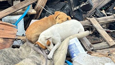 Perritos se 'abrazan' tras incendio en Neza; su familia lo perdió todo