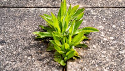 Kill garden weeds 'easily' with 2 common ingredients - not salt or white vinegar