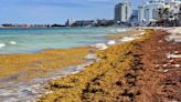 A record-size blanket of smelly seaweed could ruin your spring beach trip. What to know.