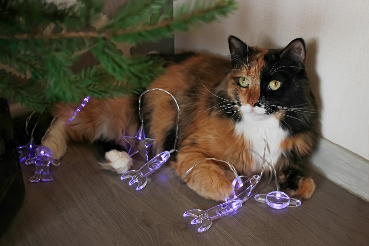 'Patchwork' Maine Coon Cat Is Actually a Rare Genetic Chimera