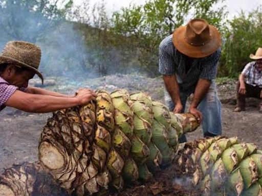 Niega Consejo del Mezcal en Oaxaca prácticas monopólicas; rechaza multa de 4 mdp